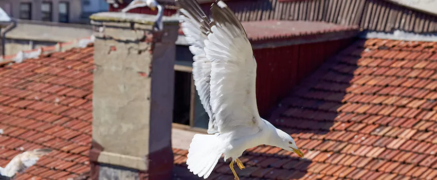 Residential Chimney Animal Removal Solution in Santa Ana, CA